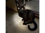 Adopt Darla a Domestic Short Hair