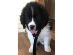 Adopt Blanche a Newfoundland Dog, Saint Bernard