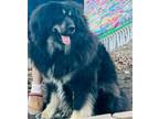 Adopt Georgie a Tibetan Mastiff