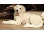 Adopt Sally a Great Pyrenees