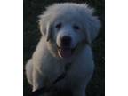 Adopt Marcie a Great Pyrenees