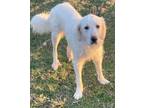 Adopt Molly a Great Pyrenees