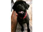 Adopt Squatch a Newfoundland Dog