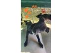 Adopt Allium a Labrador Retriever, Boxer