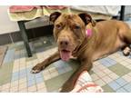 Adopt SWEETNESS a Pit Bull Terrier