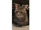 Adopt Grace a Tabby