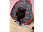 Adopt Sugar Bear a Domestic Short Hair