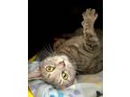 Adopt Daffodil (FCID# 03/20/2024 - 19 Glen Mills PS) C a Tabby