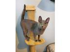 Adopt Galena a Domestic Short Hair, Russian Blue