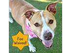 Adopt DeeDee a Mixed Breed