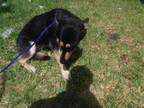 Adopt YEXEL a German Shepherd Dog, Mixed Breed