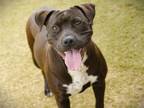Adopt LAYLA a American Staffordshire Terrier