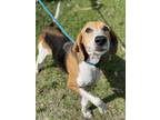 Adopt CALISTA a Treeing Walker Coonhound, Mixed Breed