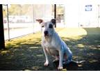 Adopt SADIE a Pit Bull Terrier