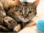 Adopt JASMINE a Domestic Short Hair