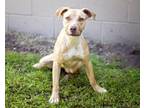 Adopt DUCHESS a Labrador Retriever, Mixed Breed