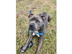 Adopt LUNA a Pit Bull Terrier