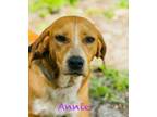 Adopt Anne a Black Mouth Cur, Hound