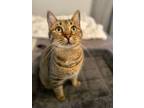 Adopt Tasha a Tabby, Domestic Short Hair