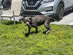 Adopt CAROL a Pit Bull Terrier