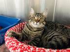 Adopt Florence a Domestic Short Hair