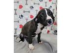 Adopt Puppy Shamrock a Hound