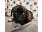 Adopt Puppy Whiskey a Mastiff