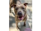 Adopt JAM a Pit Bull Terrier