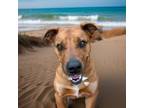 Adopt Cynn a American Staffordshire Terrier, Mixed Breed