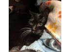 Adopt Cleo a Domestic Short Hair