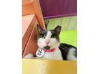 Adopt Pretty Girl a Domestic Short Hair