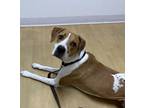 Adopt Dixie a Foxhound, Labrador Retriever