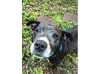 Adopt Debra a Labrador Retriever, Mixed Breed