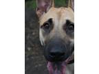 Adopt Kimmy a Belgian Shepherd / Malinois, German Shepherd Dog