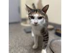 Adopt Polly a Domestic Short Hair