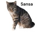 Adopt Sansa a Manx