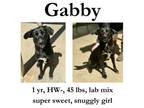 Adopt Gabby a Mixed Breed