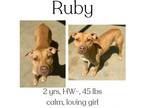 Adopt Ruby a Mixed Breed