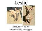Adopt Leslie a Mixed Breed