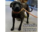 Adopt SWEETIE a Mixed Breed