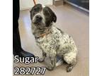 Adopt SUGAR a Mixed Breed