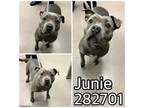 Adopt JUNIE a Pit Bull Terrier, Mixed Breed