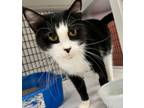 Adopt Ramona a Domestic Short Hair