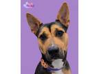 Adopt Anika a Shepherd, Mixed Breed