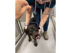 Adopt Piper a Pit Bull Terrier, Labrador Retriever
