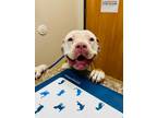 Adopt Lilly a Pit Bull Terrier