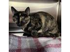 Adopt Tootsie Roll a Domestic Short Hair