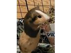 Adopt Ember a Guinea Pig