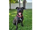 Adopt Mae a Labrador Retriever, American Staffordshire Terrier