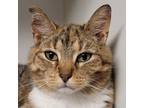 Adopt Arabella a Domestic Short Hair